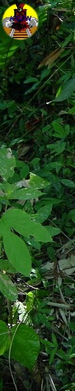 陈炜裸照，人妖版